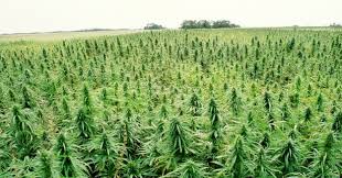 2018 Cannabis Industry Highlights in 2018: The Ups & Downs of Legalization