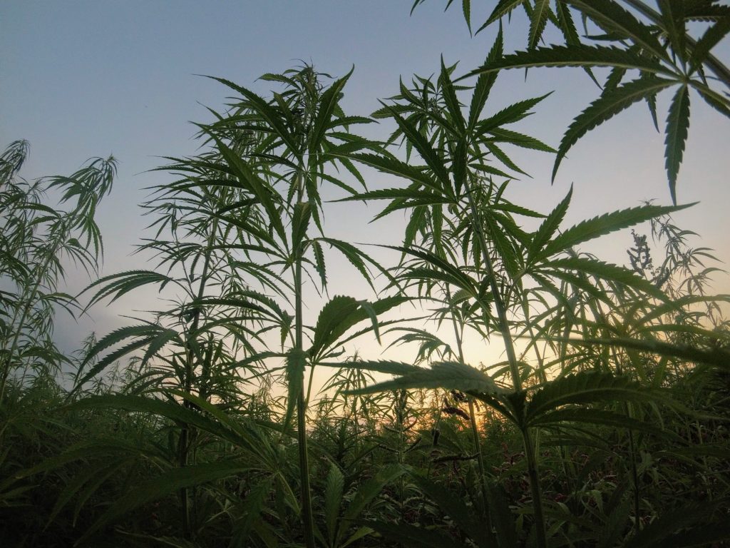 BDS Analytics California: Lessons from the World's Largest Cannabis Market